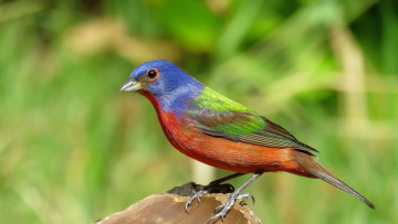 Картинка животные птицы профиль