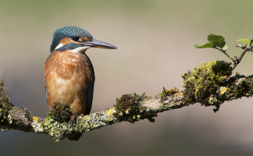Картинка животные зимородки птичка