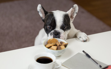 Картинка животные собаки бульдог