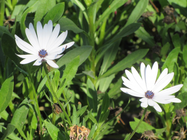 Обои картинки фото цветы, пара