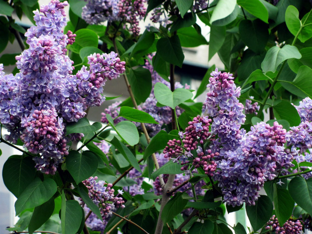 Обои картинки фото цветы, сирень, гроздья