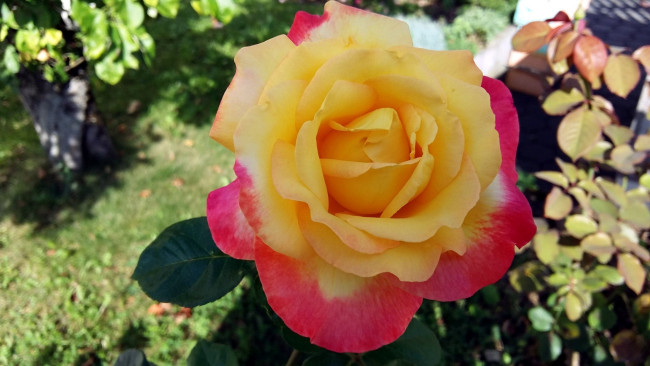 Обои картинки фото цветы, розы, макро