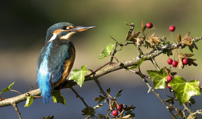 Обои картинки фото животные, зимородки, птичка