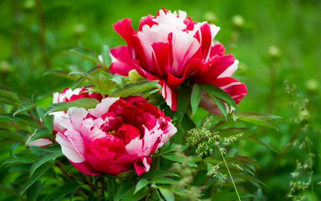 Обои картинки фото цветы, пионы, древовидный