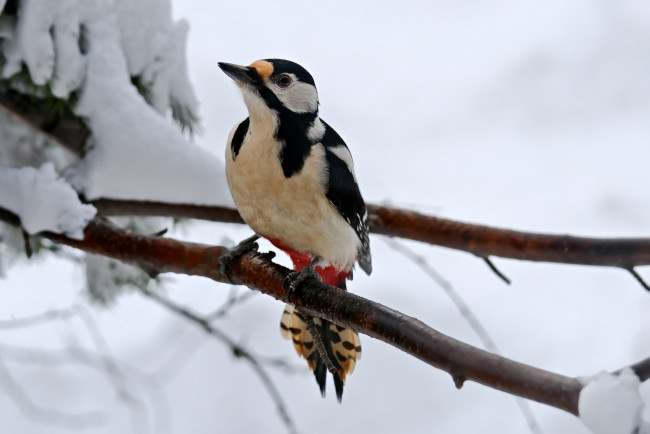 Обои картинки фото животные, дятлы, птичка