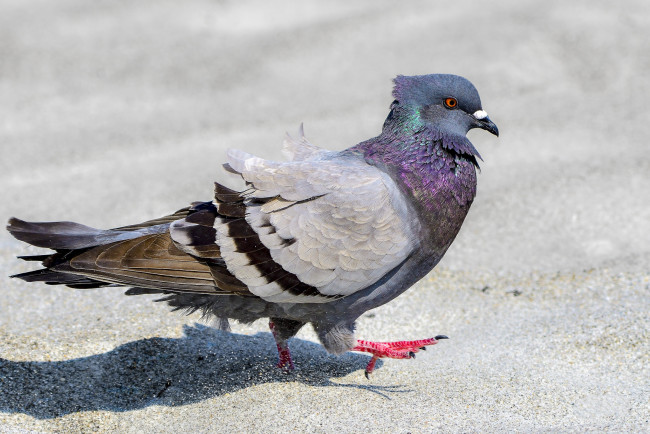 Обои картинки фото животные, голуби, птичка