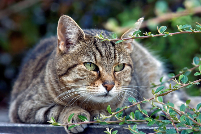 Обои картинки фото животные, коты, взгляд, кот, серый, отдых