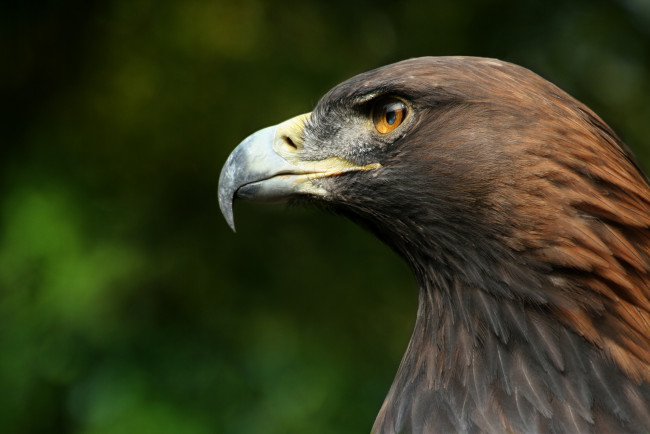 Обои картинки фото животные, птицы - хищники, профиль