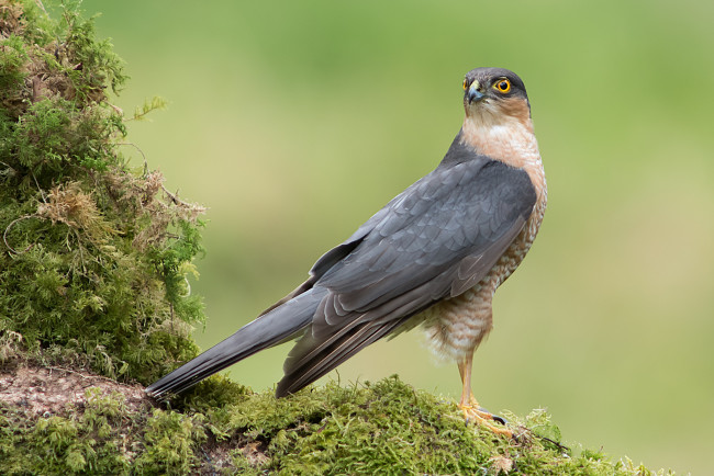 Обои картинки фото животные, птицы - хищники, птичка