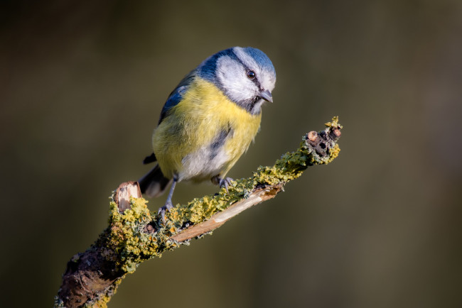Обои картинки фото животные, синицы,  лазоревки, птичка
