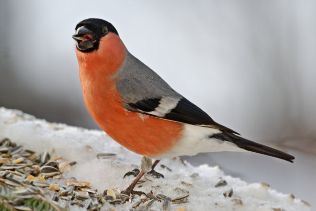 Обои картинки фото животные, снегири, птичка