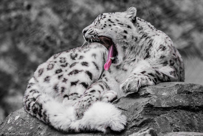 Обои картинки фото животные, снежный барс , ирбис, пушистый, язык, клыки, пасть, зевает, мех, хищник, кошка, барс