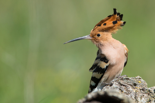 Обои картинки фото животные, удоды, птичка