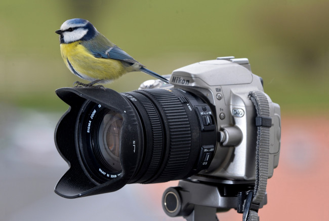 Обои картинки фото животные, синицы,  лазоревки, птичка