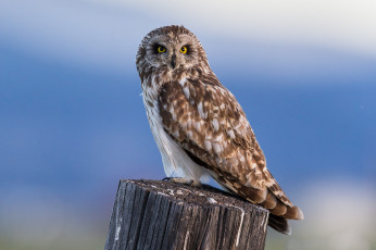 Картинка животные совы птичка