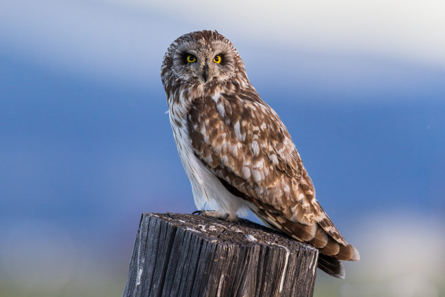 Обои картинки фото животные, совы, птичка