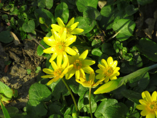 обоя цветы, калужницы,  лютики, весна