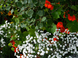 Картинка цветы разные+вместе настурция