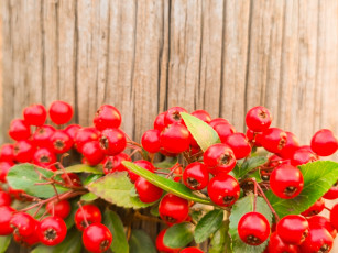 обоя природа, ягоды, пираканта