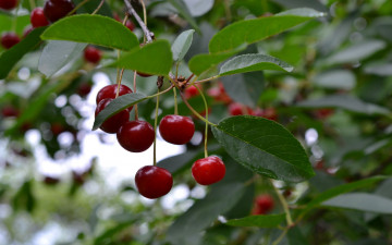 Картинка природа ягоды вишни