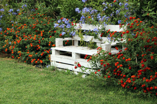 Обои картинки фото цветы, цветущие деревья ,  кустарники, кусты, цветущие