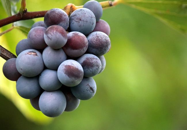 Обои картинки фото природа, ягоды,  виноград, виноград
