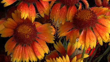 Картинка цветы гайлардии +гелениумы гайлардия