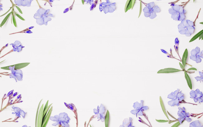 Обои картинки фото цветы, рамка