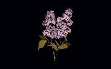 Картинка рисованное цветы сирень ветки