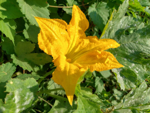 обоя цветы, цветущие овощи,  ягоды, кабачок