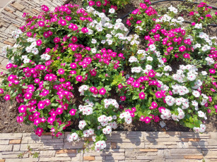 Картинка цветы катарантусы катарантус