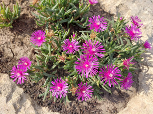 Картинка делосперма цветы аизовые пустынный