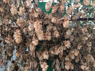 обоя природа, листья, хмель