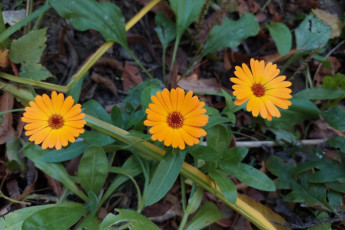 обоя цветы, календула, трио