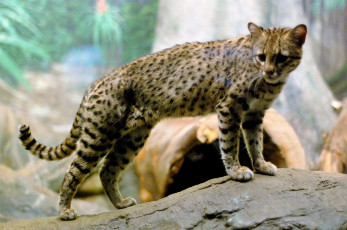 обоя животные, дикие кошки, дикий, кот, камни