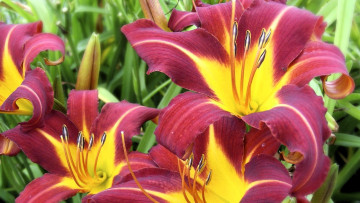 Картинка цветы лилии +лилейники красные