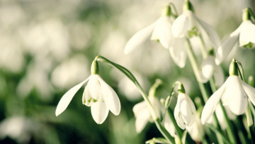 Картинка цветы подснежники +белоцветники +пролески