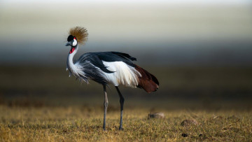 Картинка животные аисты красивый африканский серый королевский журавль птица поле сухая трава размытый фон