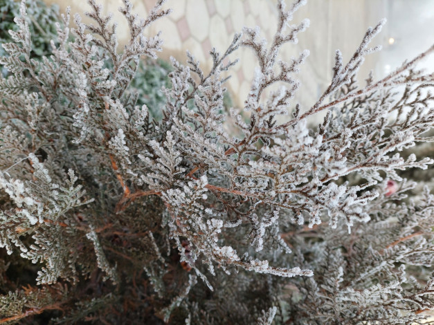 Обои картинки фото природа, листья, иней