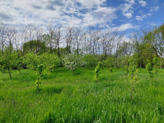 Обои картинки фото природа, луга, луг