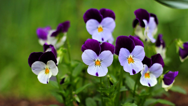 Обои картинки фото цветы, анютины глазки , садовые фиалки, анютины, глазки