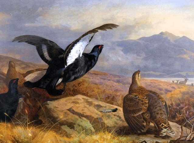 Обои картинки фото рисованное, archibald thorburn, тетерева, птицы, горы, камни