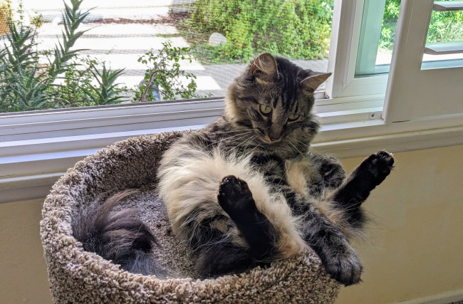 Обои картинки фото животные, коты, кот, кошка