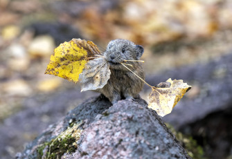 обоя животные, крысы,  мыши, грызун, пищуха, листья, осень, камень