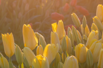 Картинка цветы тюльпаны