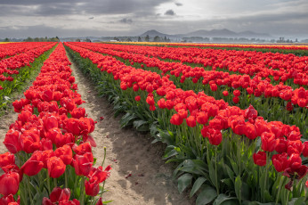 Картинка цветы тюльпаны