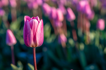 Картинка цветы тюльпаны