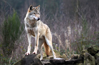 обоя животные, волки,  койоты,  шакалы, волк, камни, трава, кусты