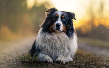 обоя животные, собаки, собака, австралийская, овчарка, гетерохромия, трава, туман