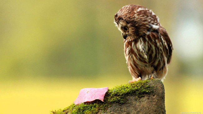 Обои картинки фото животные, совы, сова, камень, мох, лист